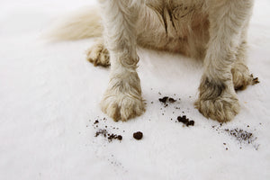Dogs muddy paws 