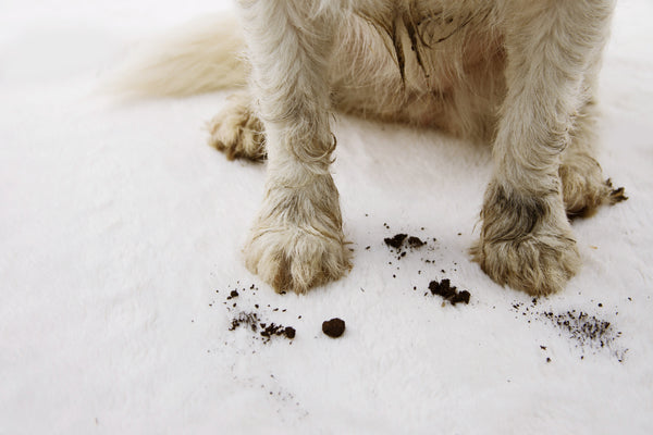 Dogs muddy paws 