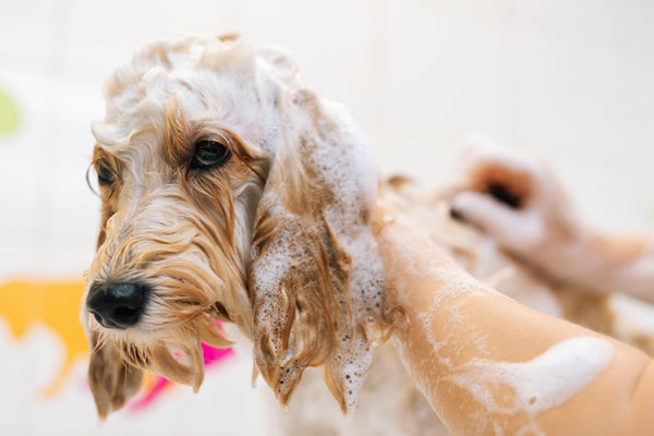 Why Dogs Need Specialised Shampoo: More Than Just a Clean Coat