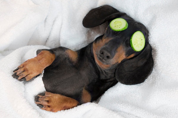 dachshund dog lying on a bed wrapped in towels being pampered with cucumbers on his eyes