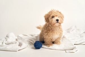PUPPY