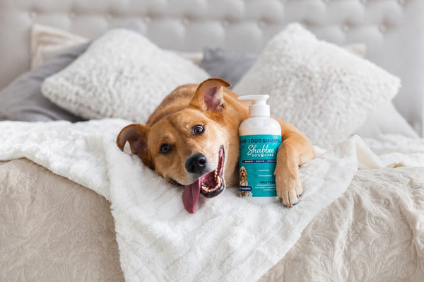 golden brown dog lying on a bed with a checky grin holding a bottle of Shabbee 2-in-1 Shampoo & Conditioner
