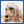Shabbee Puppy Shampoo