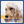 Shabbee 2-in-1 Dog Shampoo