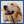 Shabbee 2-in-1 Dog Shampoo