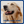 A close-up of a golden retriever dog with closed eyes and an open mouth, covered in white foam on its face and ears, with the text 'FOR ALL COAT TYPES' in blue at the bottom. The photo is framed with a blue border.