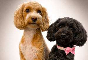 Two well-groomed cockapoo dogs sitting side by side against a neutral studio background. The dog on the left is called Toffee and is golden tan and white, and the dog on the right is called Abi, is black with a pink bow tie collar.