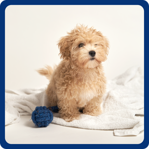 A small fluffy tan dog sitting on a white towel with a blue knitted toy ball beside it, photographed against a clean white studio background with a blue border around the image.
