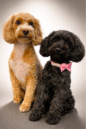 Two small dogs posed together on a smooth gray studio background. The dog on the left is Toffee she is tan and cream with curly fur, and the dog on the right is Abi she is black with curly fur and wears a pink bow collar.