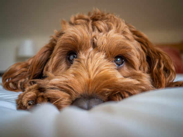 close up photo of a brown cockapoo dog lying on a bed looking directly into the camera with his puppy dog eyes
