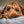 close up photo of a brown cockapoo dog lying on a bed looking directly into the camera with his puppy dog eyes
