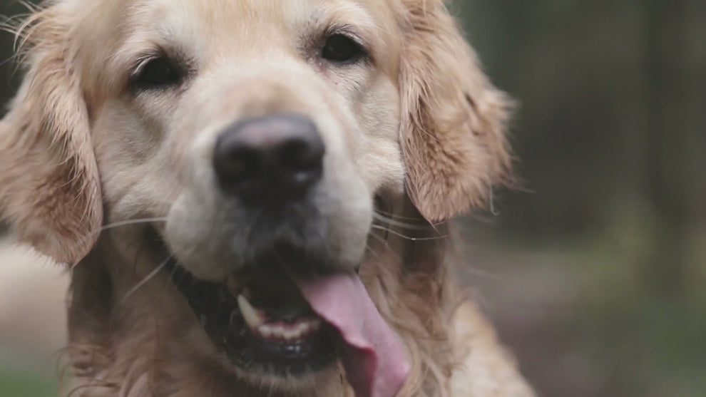 video of a golden retriever dog panting while looking directly into the camera as if he's waiting for something