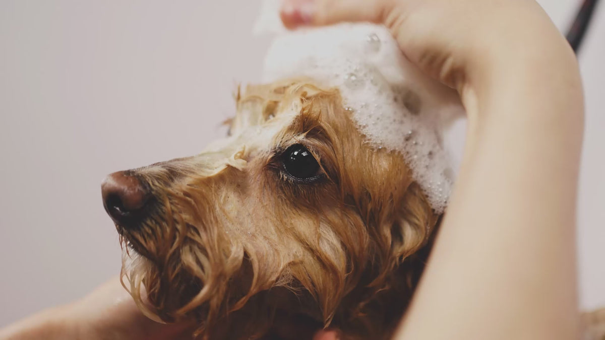 a close up video of a brown dog that is wet and being washed with soap foam all over  