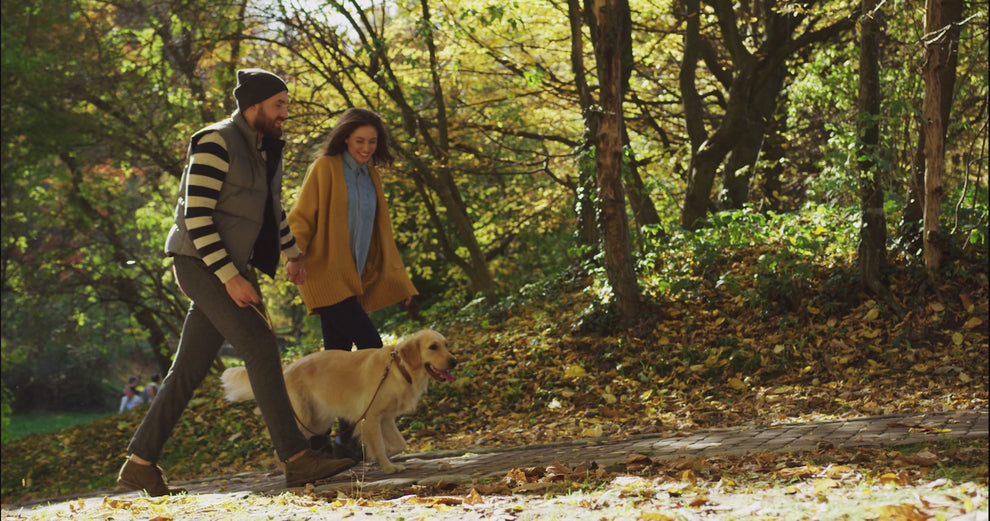 video of a couple walking with their golden retriever dog in the woods in an autumn setting