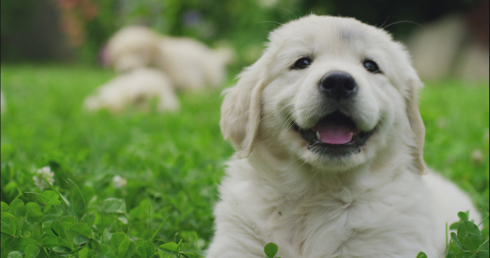 video of two Labrador puppies playing outside on a grassy lawn, in the background are more puppies playing. 